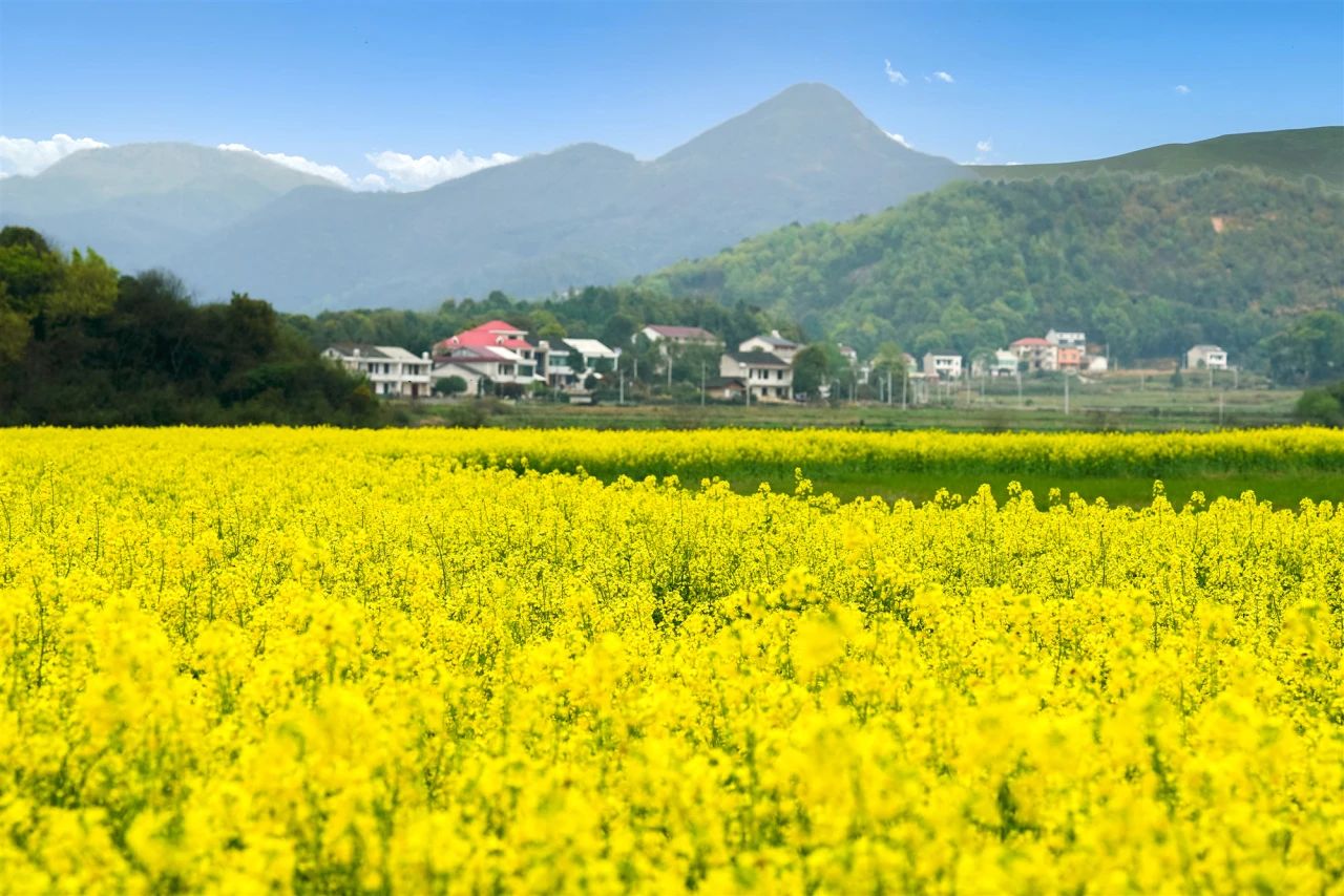 “低芥酸”菜籽油是啥？菜籽油為什么要買低芥酸的？