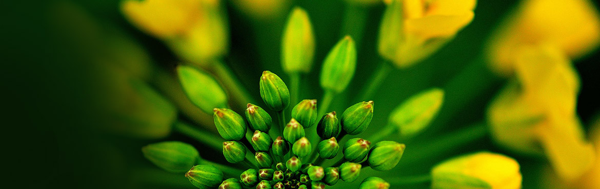 綠態(tài)正宗壓榨菜籽油 綠態(tài)正宗壓榨菜籽油