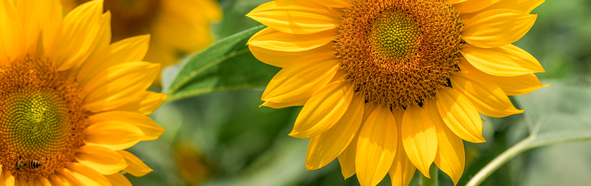 長康物理壓榨葵花籽油 長康物理壓榨葵花籽油